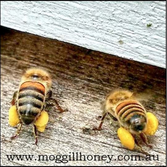 Moggill Honey